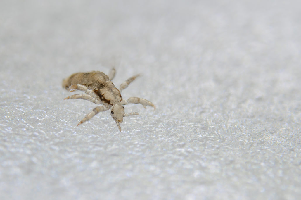 Head Lice and Other Human Parasites Lice Clinics of Texas